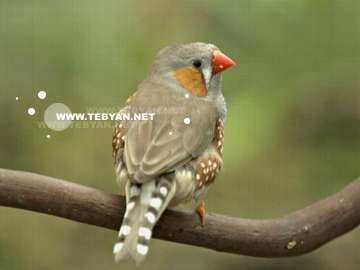 گالري عکس پرندگان